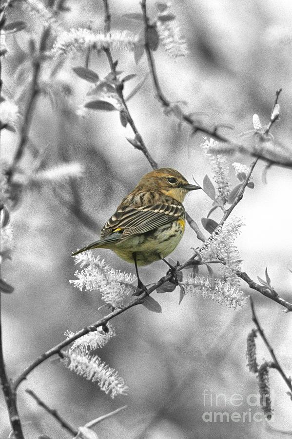 A Palm Warbler on a  Black and White Background Photograph by John Harmon
