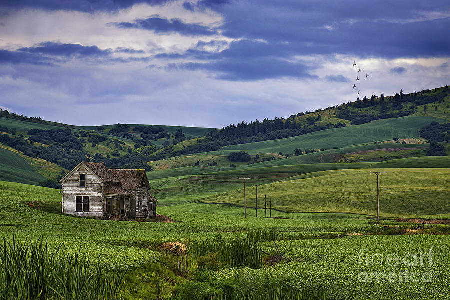 Tree Photograph - A Palouse Homestead by Priscilla Burgers