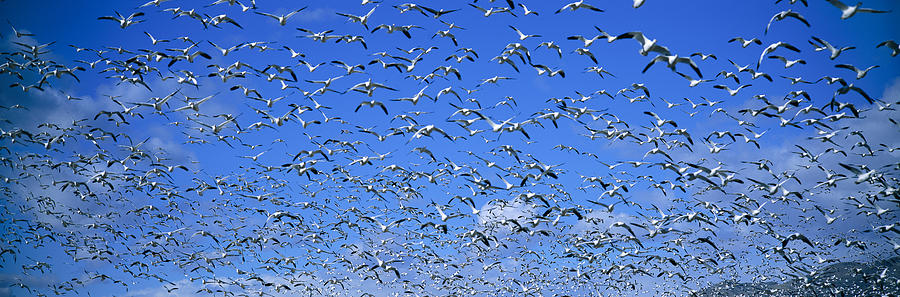 Nature Photograph - A Panoramic Of Thousands Of Migrating by Panoramic Images