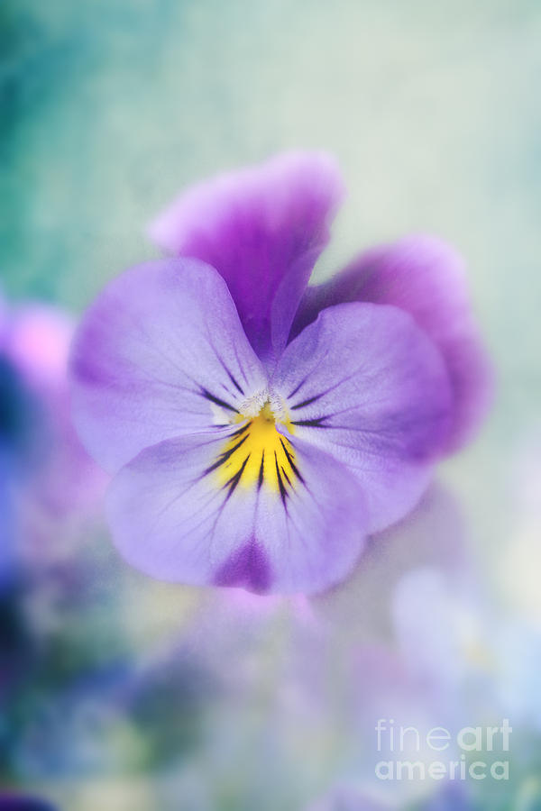 Flowers Still Life Photograph - A Pansy by LHJB Photography