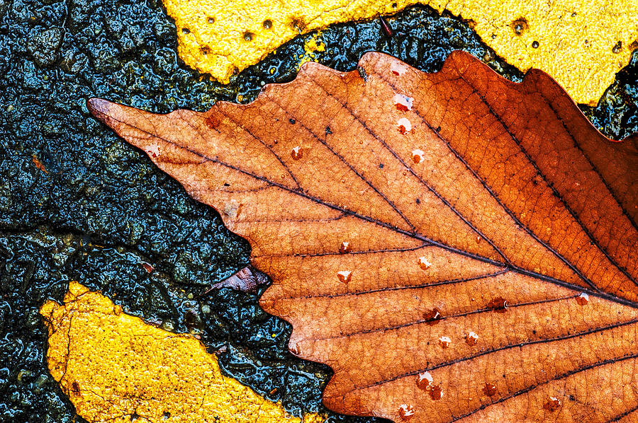 A Parking Space For Autumn Leaf Photograph by Gary Slawsky