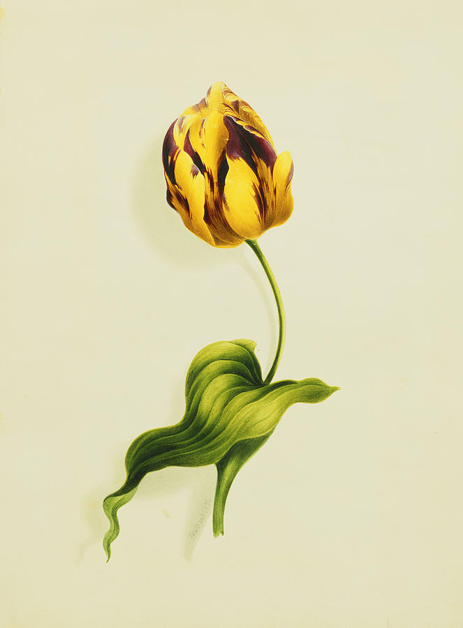 James Holland Painting - A Parrot Tulip by James Holland