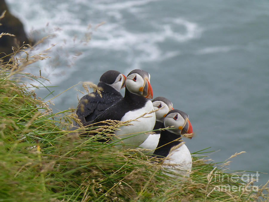 A Passel of Puffins Photograph by Maxine Kamin