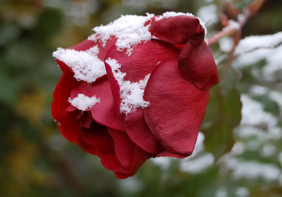 A Passing Unrequited - Rose In Winter Photograph by Steven Milner