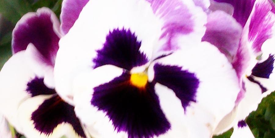 A  Passion for Pansies Photograph by  Sharon Ackley