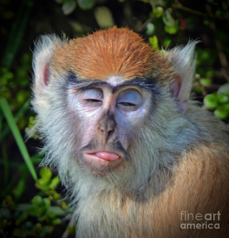 Wildlife Photograph - A Patas Baby Monkey Behaving Badly by Jim Fitzpatrick