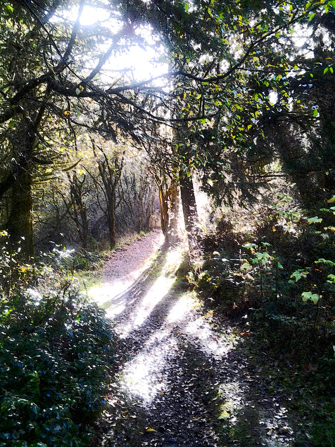 A Path In Sunlight - Forest Path Photograph by Marie Jamieson