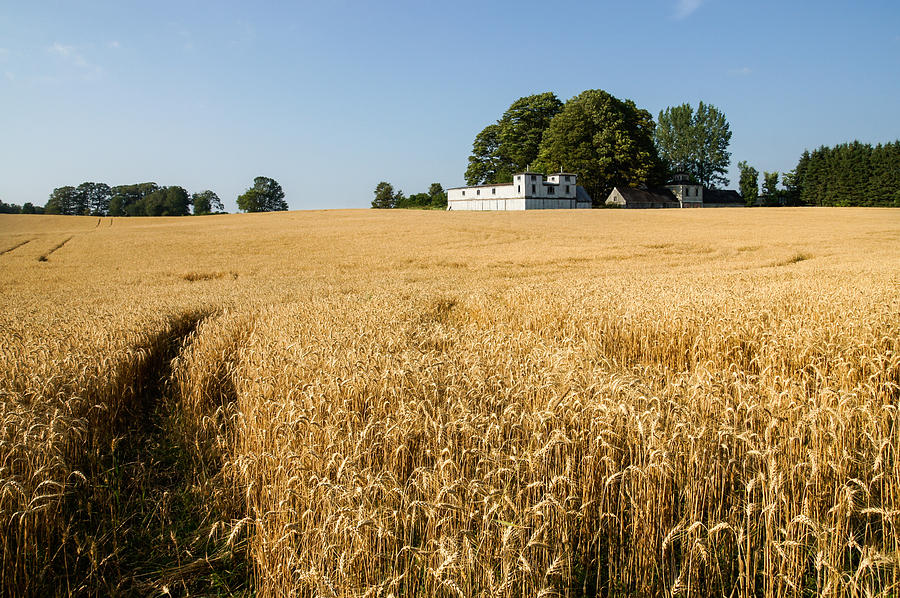 A Path in the Golden Wheat Field Photograph by Georgia Mizuleva