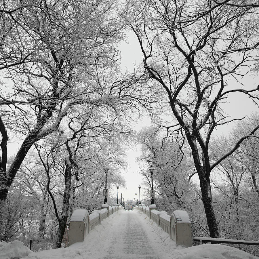 A Path Lined With Lamp Posts And Trees Photograph by Keith Levit / Design Pics