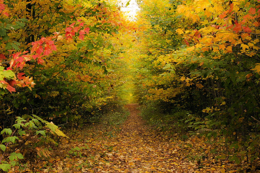 A Path Painted By Autumn Photograph by Hal Halli - Fine Art America