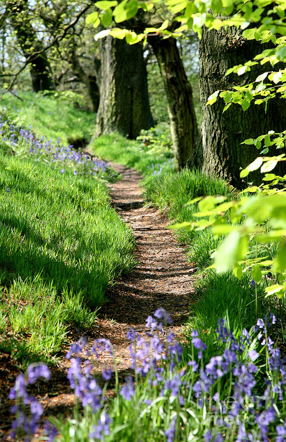 A path through an English Bluebell wood in early spring Photograph by John Keates
