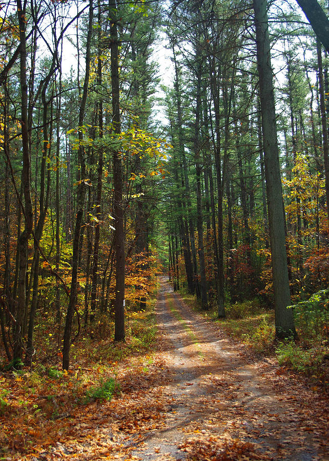 A Path to Your Dreams Photograph by Denise Wagner - Fine Art America