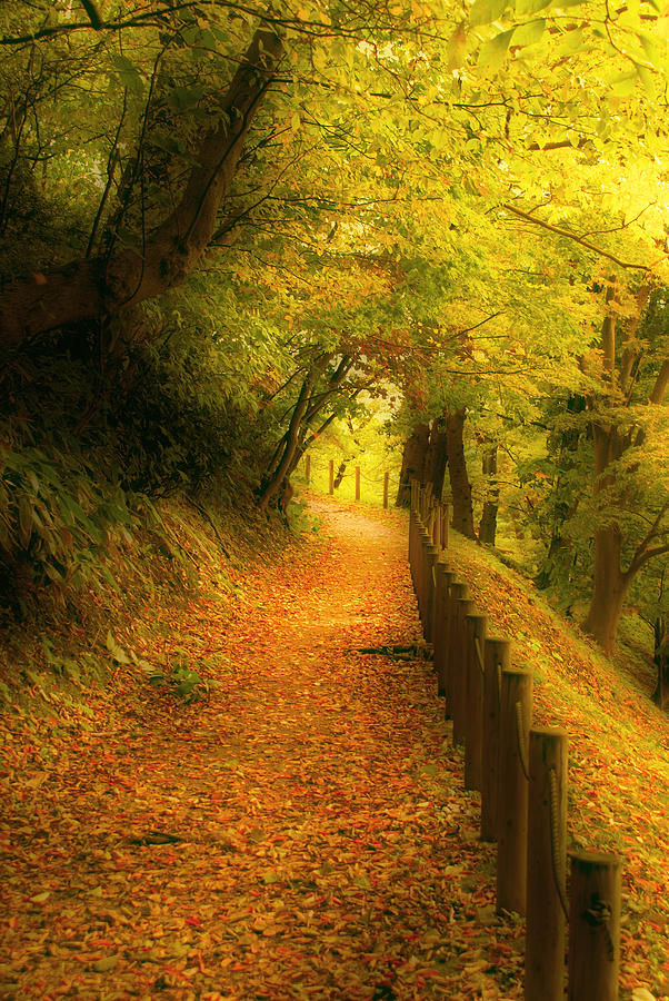 A path well chosen Photograph by Tim Ernst