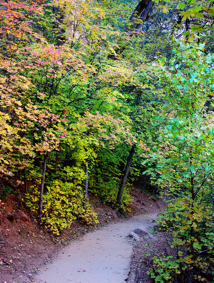 Nature Photograph - A Pathway into Fall   vert by Bill Zielinski