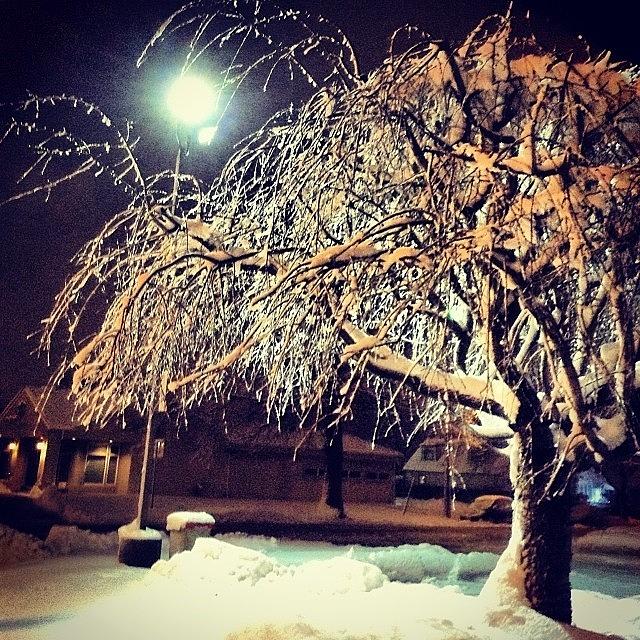 Tree Photograph - A Peaceful Winter Night. #tree #snow by Christopher Adamo-Rocco