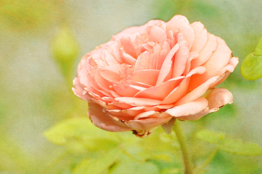 A Peach Rose Photograph by Peggy Blackwell
