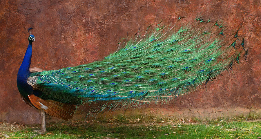 A Peacock DP Digital Art by Ernest Echols