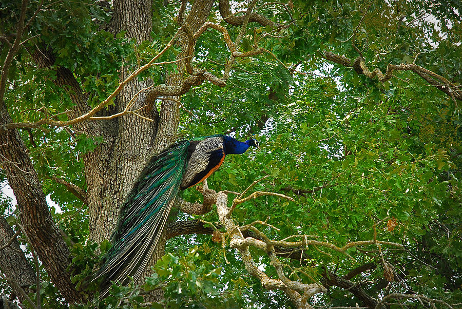 A Peacock Enjoys Resting In A Tree Photograph by Lena Wilhite