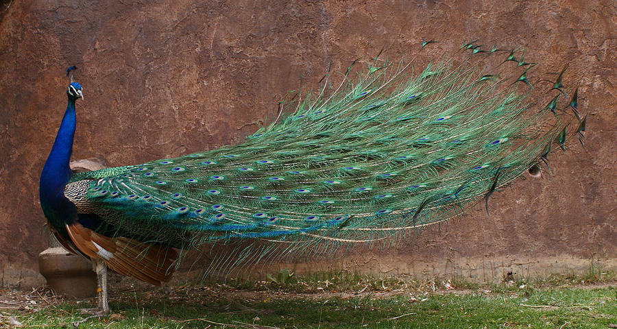 Bird Photograph - A Peacock by Ernest Echols