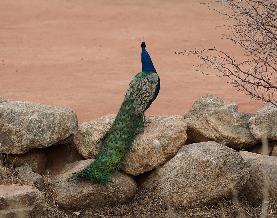 A Peacock Hanging Out Photograph by Ernest Echols