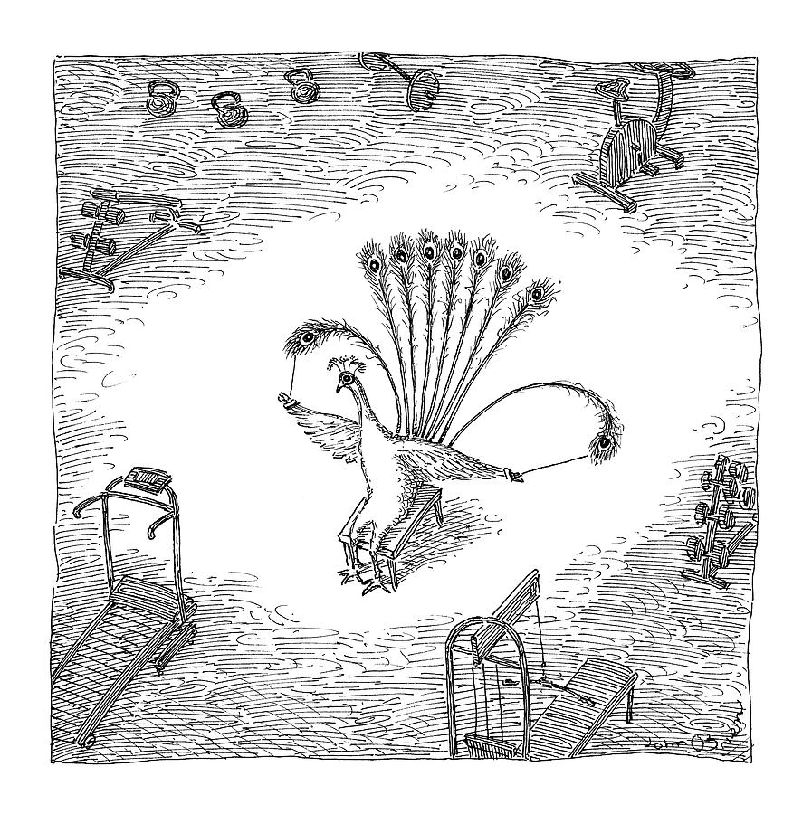 A Peacock In A Weight Room Uses Its Feathers Drawing by John OBrien A Peacock In A Weight Room Uses Its Feathers Drawing by John OBrien