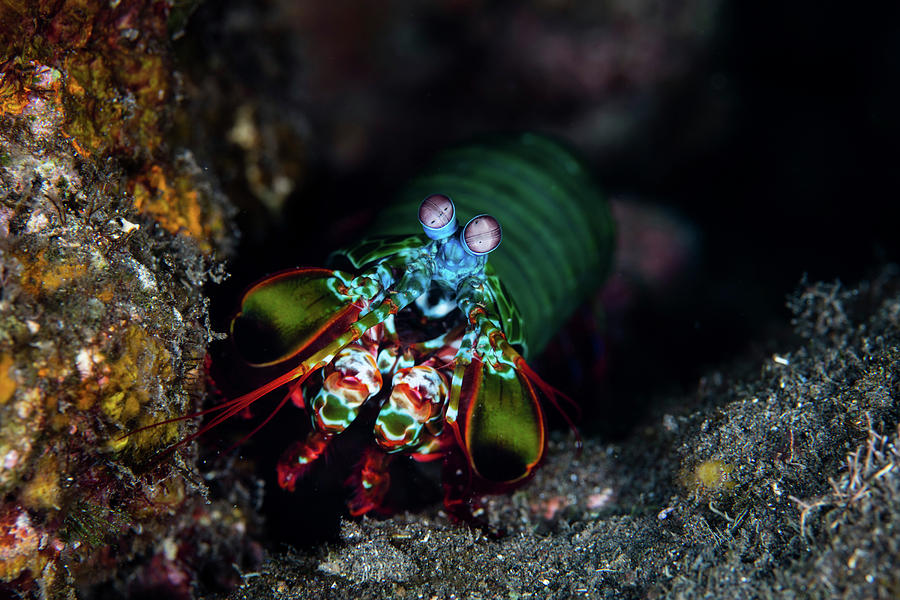 Download A Peacock Mantis Shrimp Crawls Photograph by Ethan Daniels