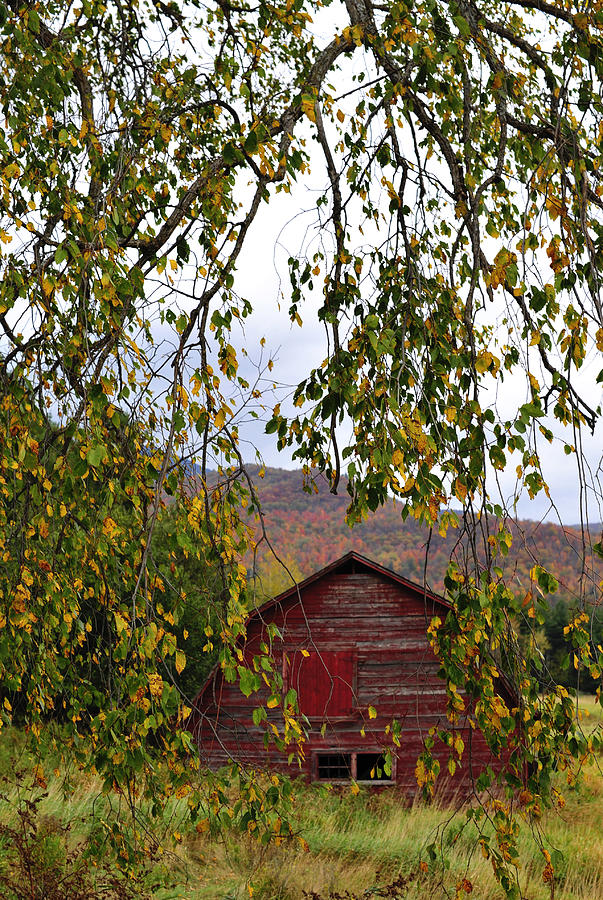 A Peak of Fall Red Barn Photograph by Terry DeLuco