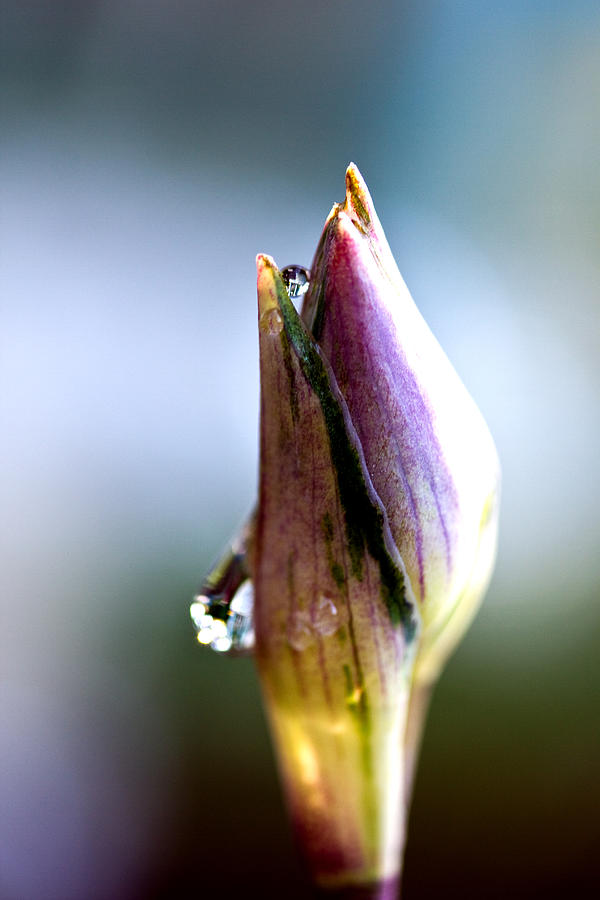 A Pearl In My Mouth - Water Droplets Photograph by Marie Jamieson