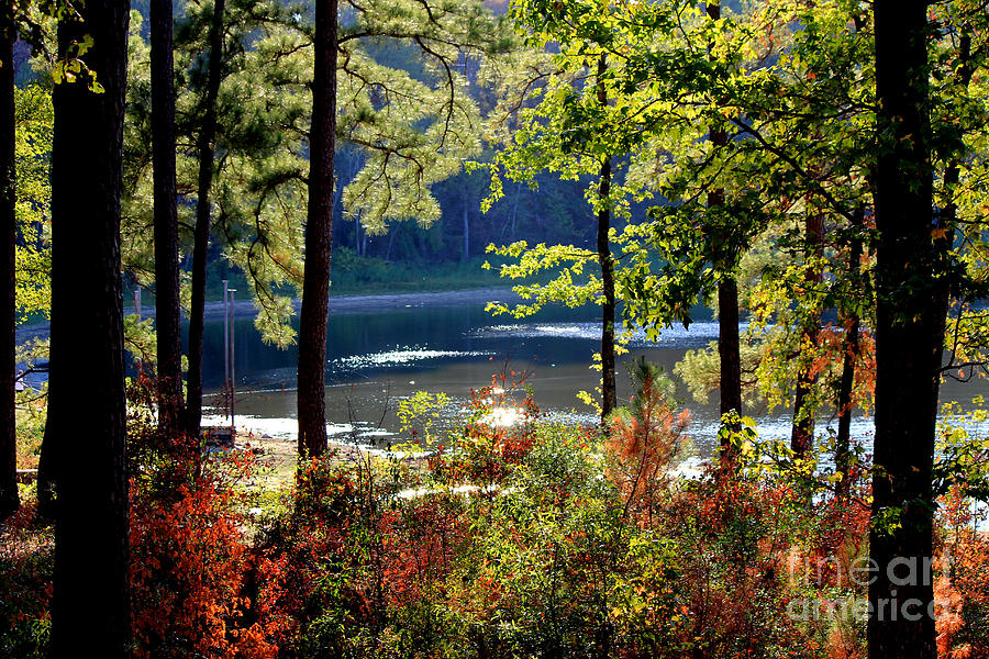Tree Photograph - A Peek At Lake O The Pines by Kathy  White