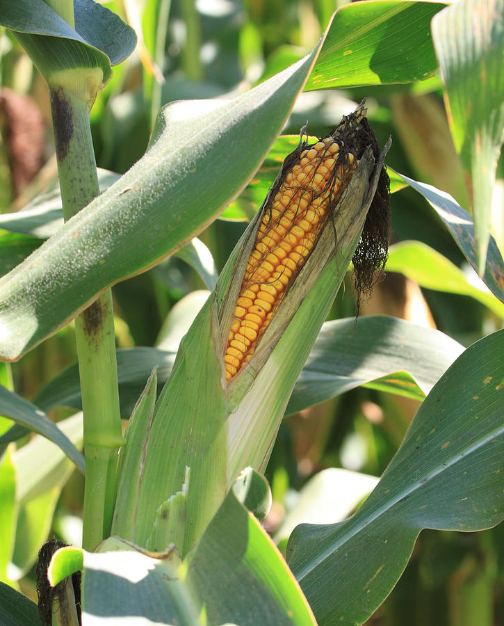 Farm Photograph - A Peek at the Kernals of Gold by J Laughlin