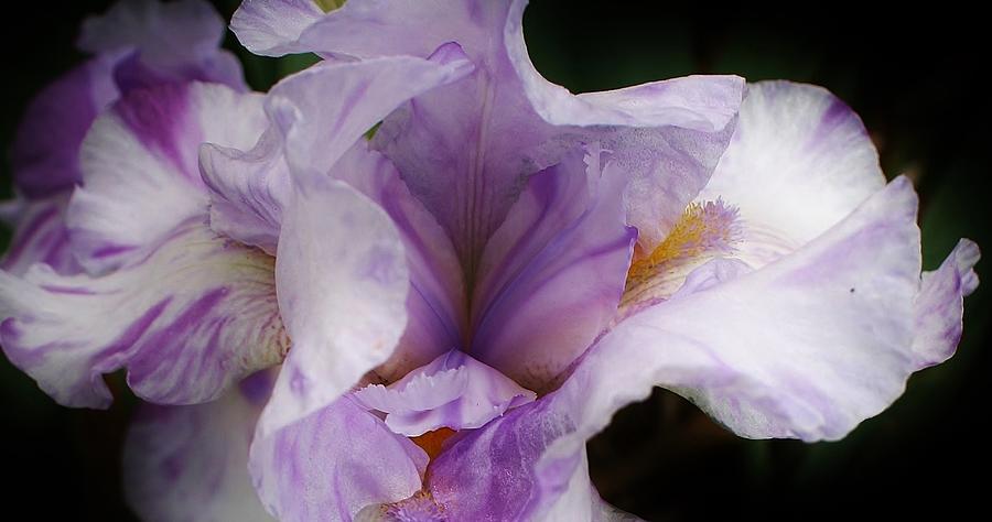 Iris Photograph - A Peek Inside by Bruce Bley