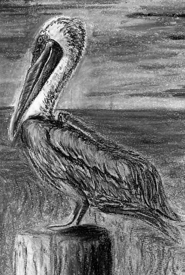 A Pelican Mixed Media by E Carrington - Fine Art America