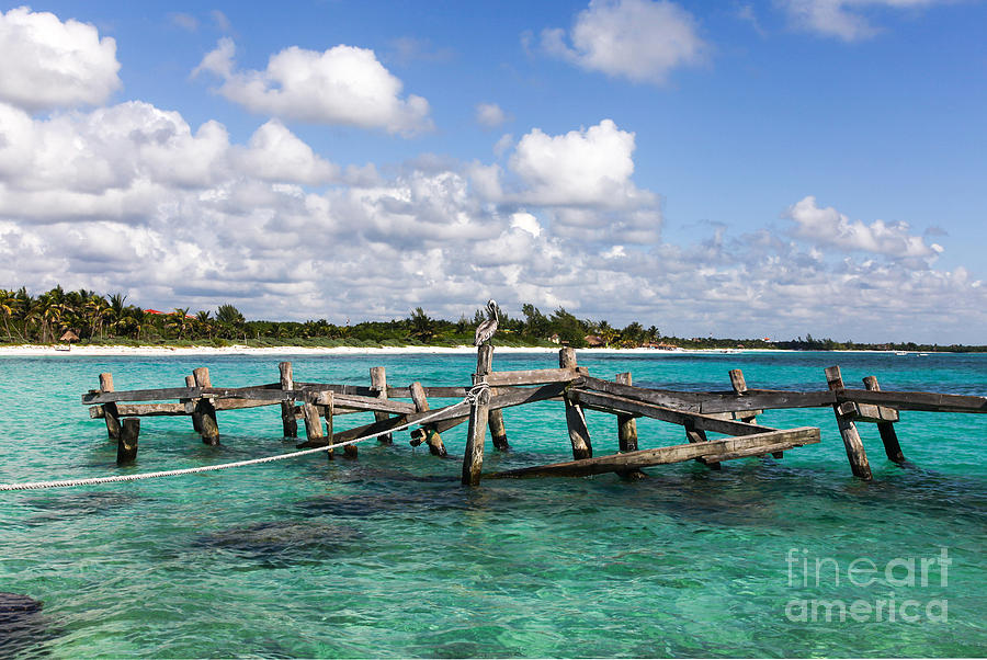 A Pelican sitting on an old wooden jetty in the Caribbean sea Photograph by John Keates