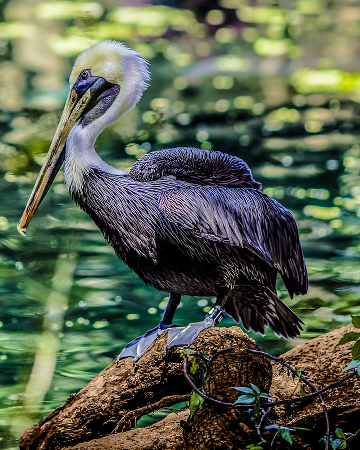 Pelican Photograph - A Pelicans Perch II by Stephen Brown