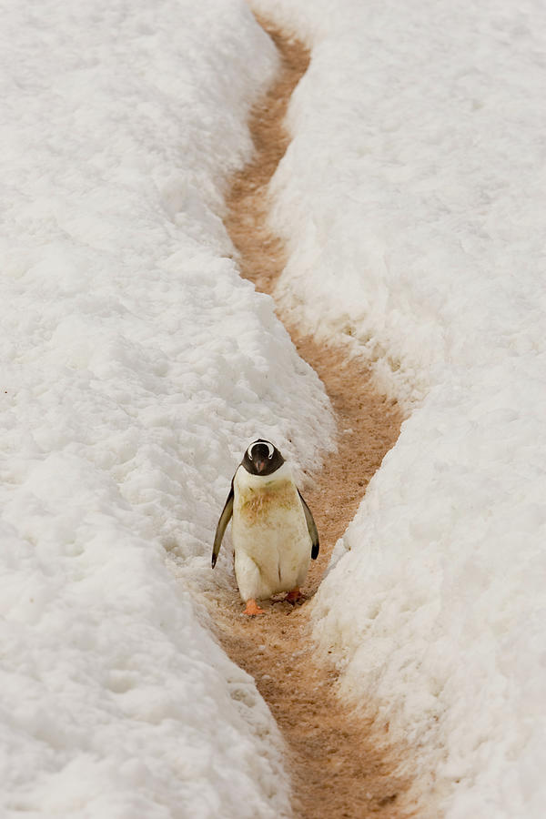 A Penguin Walking Down A Path Photograph by Andrew Peacock