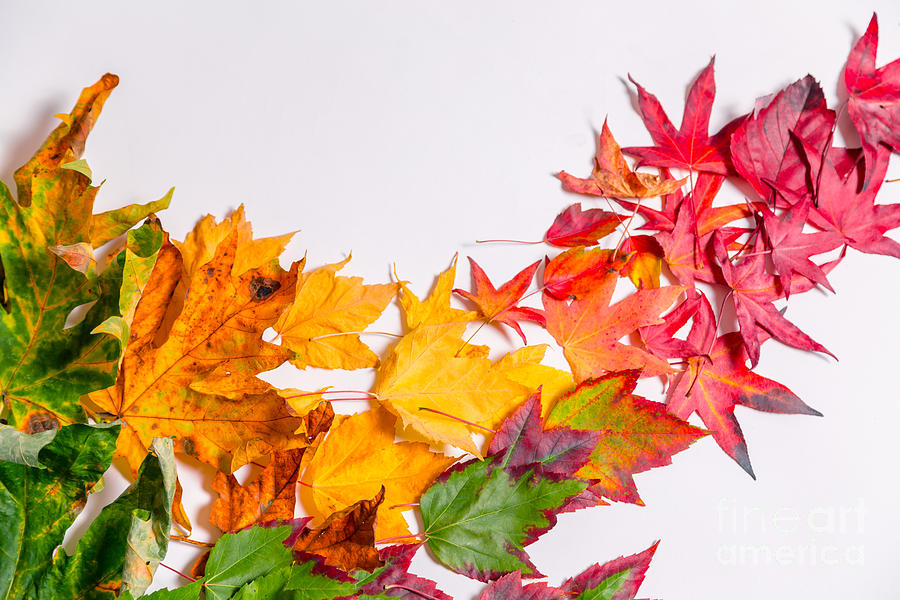 Natures Palette Maple Leaf Series6 Photograph by Alanna DPhoto