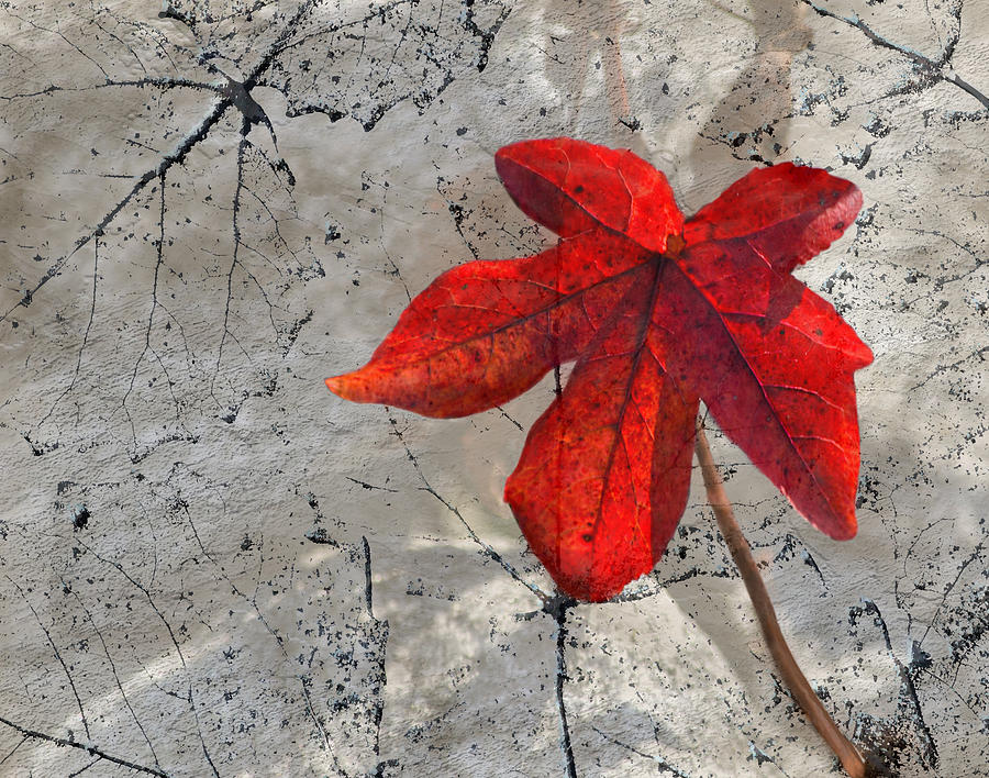 A Perfect Fall Red Photograph by Sandi OReilly