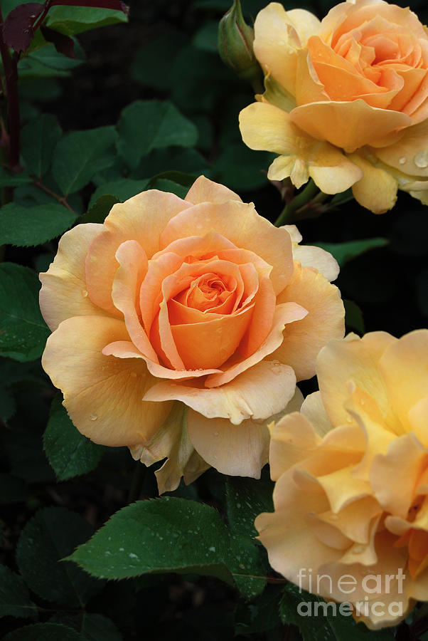 Spring Digital Art - A Perfect Orange Rose by Eva Kaufman