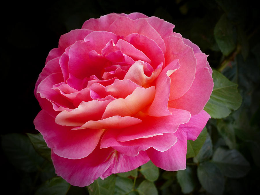 A Perfect Pink Rose Photograph by Alan Socolik