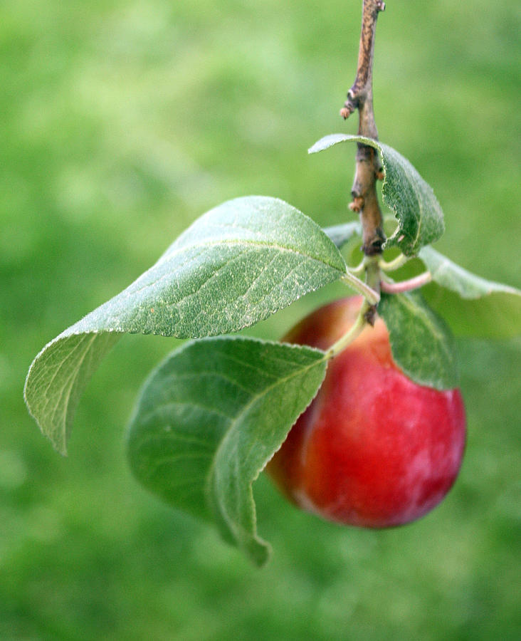 A Perfect Plum Photograph by Ellen Tully