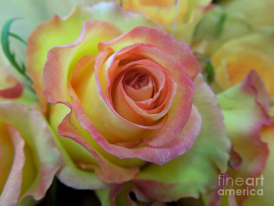 A Perfect Rose Photograph by Renee Trenholm