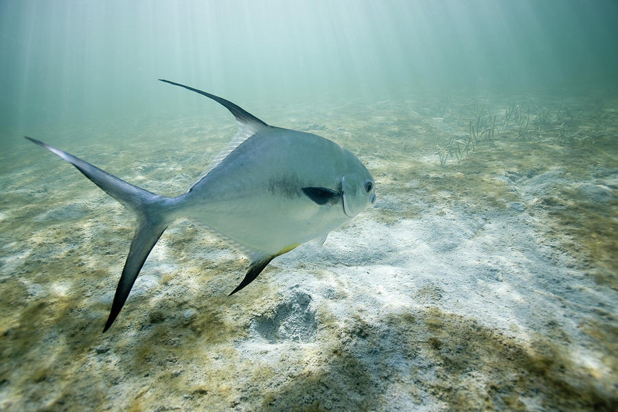 A Perfit Fish Swims Obove Sand Photograph by Chris Ross - Pixels