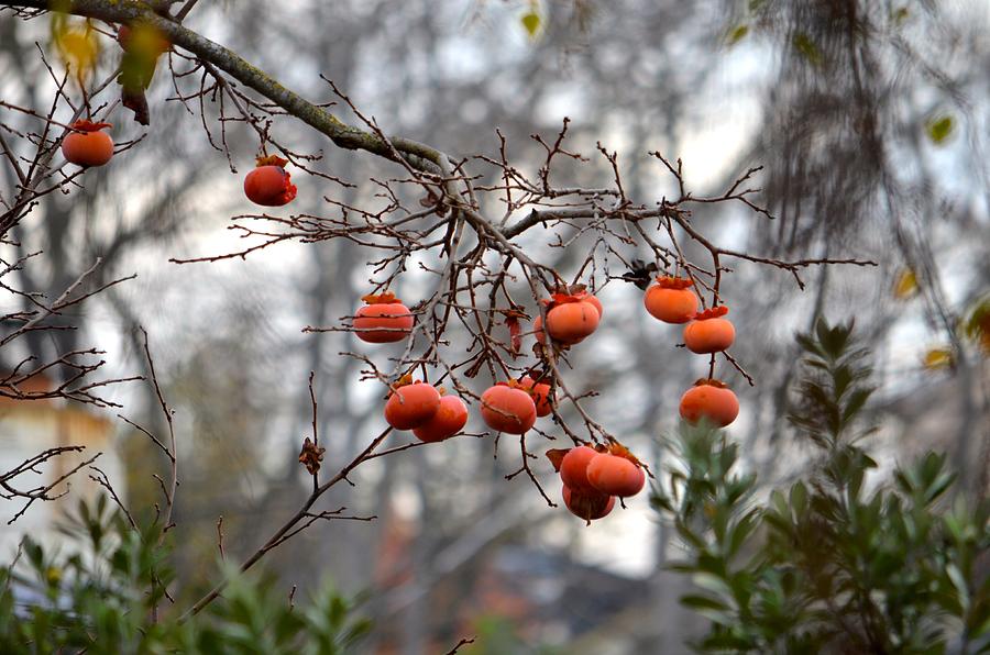 A persimmon tree Photograph by Alex King