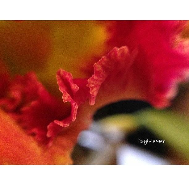 A Petal Ruffle Of My Orange Swirl Photograph by Sylvia Martinez
