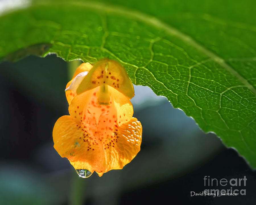 A Petite Orange Orchid Photograph