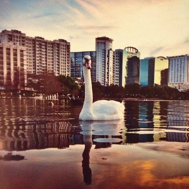 Swan Photograph - A Pic Of A Pic On My Fridge...my Big by Jessica McDade