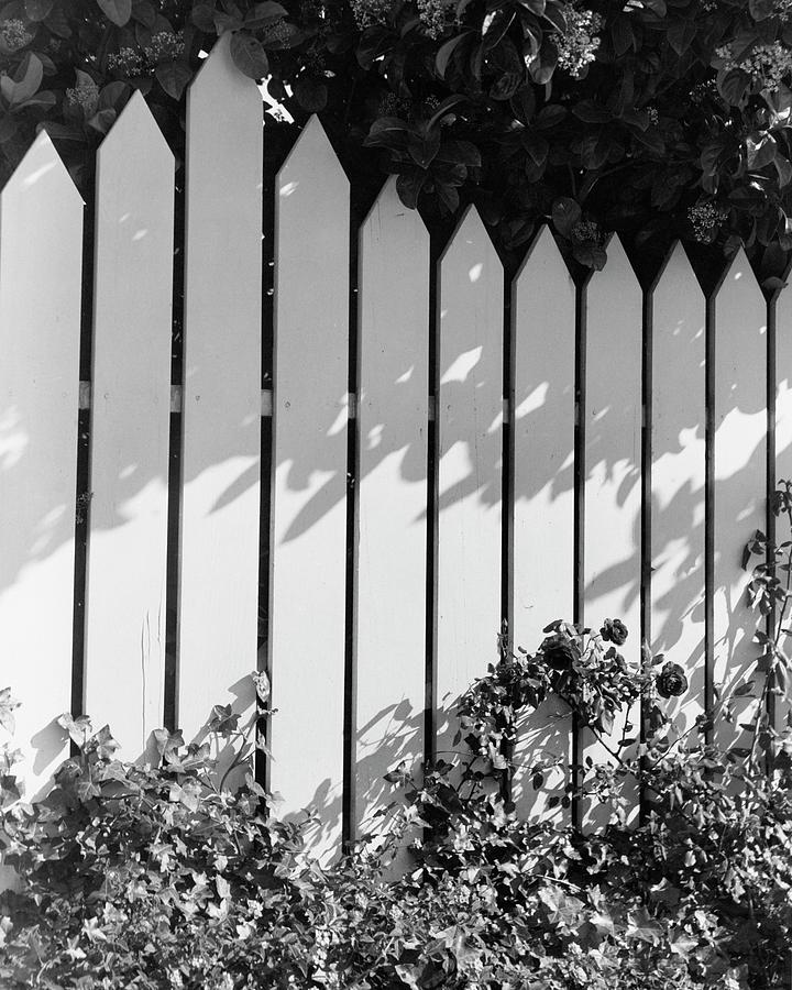 A Picket Fence Photograph by Max Tatch