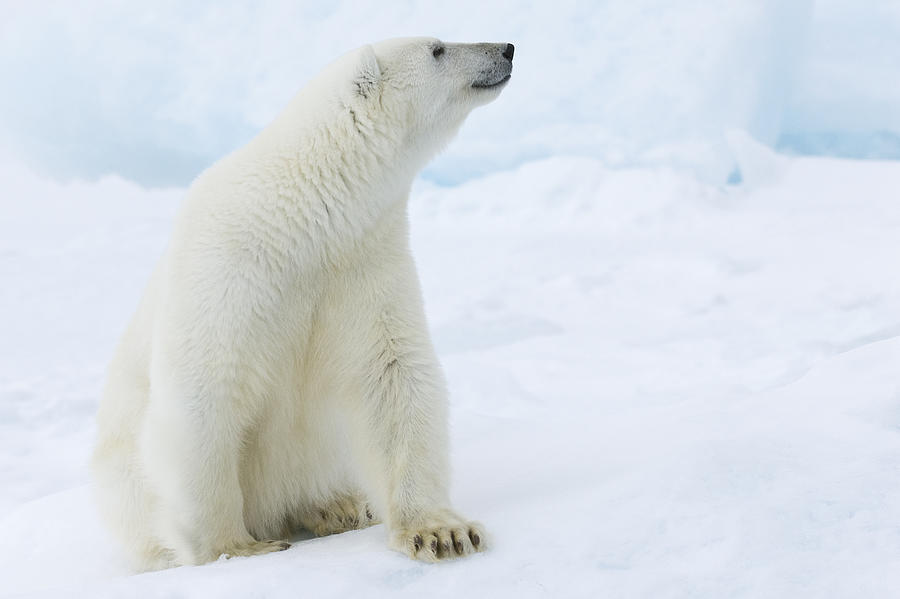 A picture of a polar bear sitting in snow Photograph by Dagsjo