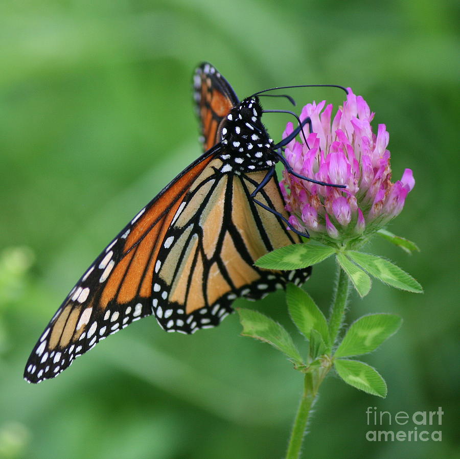 A Picture Of Nectar Photograph by Neal Eslinger