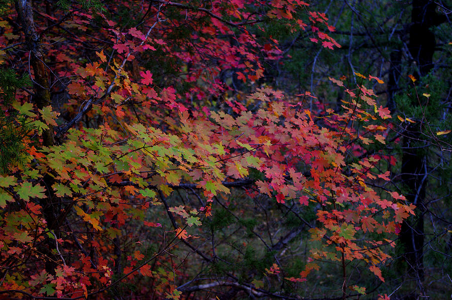 Nature Photograph - A Piece of Fall by Bill Zielinski